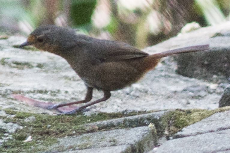 Pilotbird