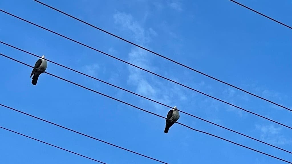 White-headed Pigeon