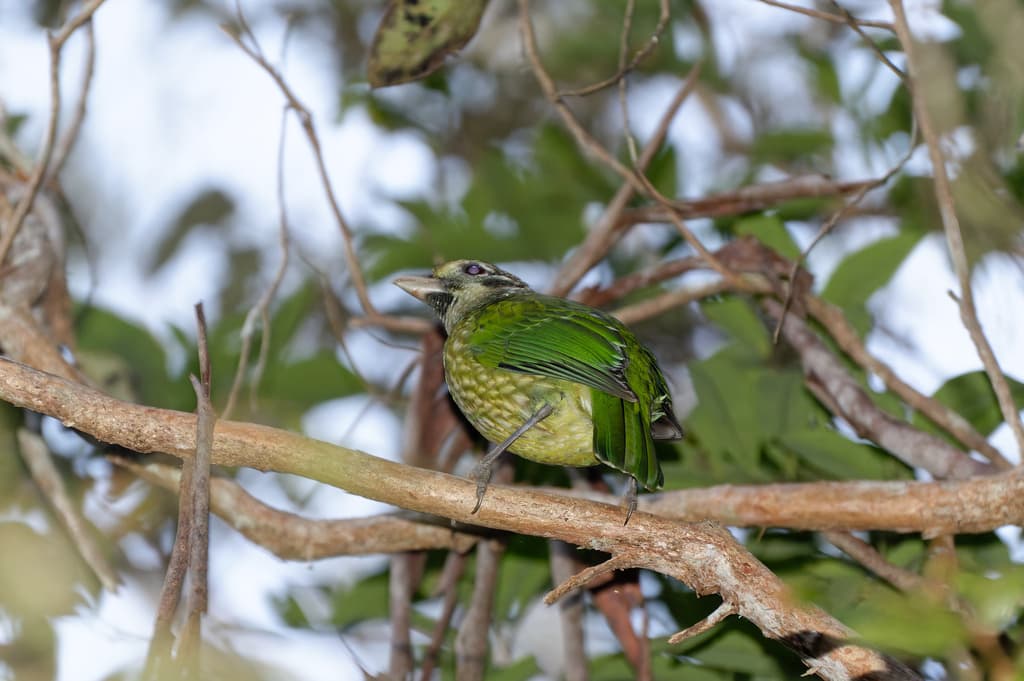 Spotted Catbird