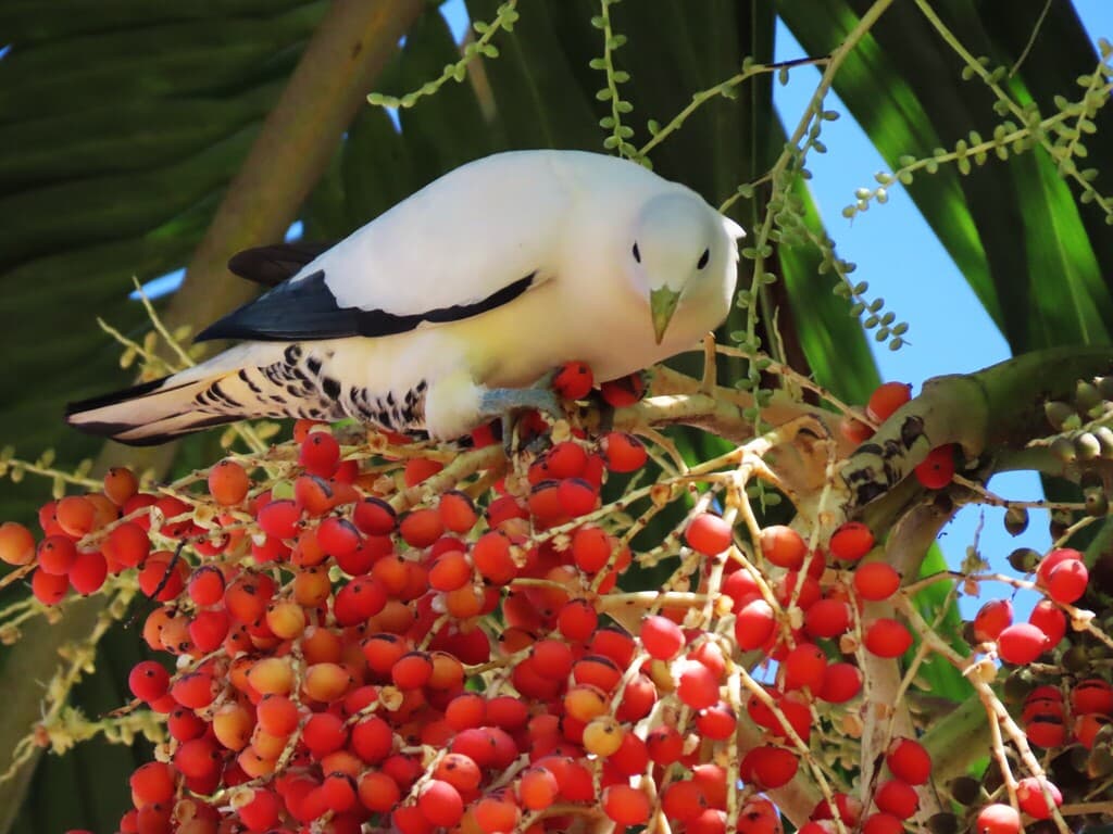 Torresian Imperial Pigeon