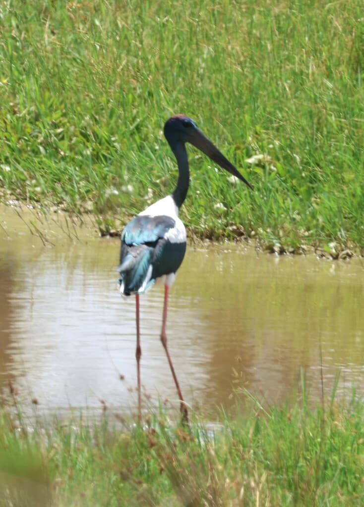 Black-necked Stork
