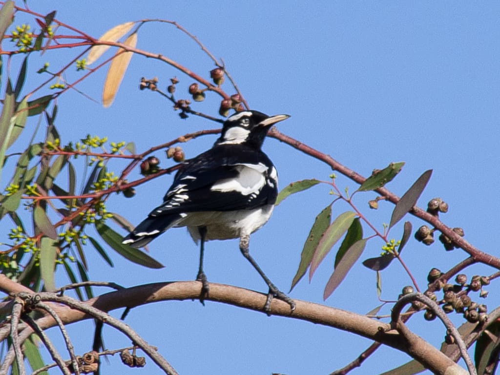 Magpie-lark