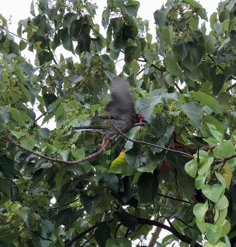 Australasian Figbird