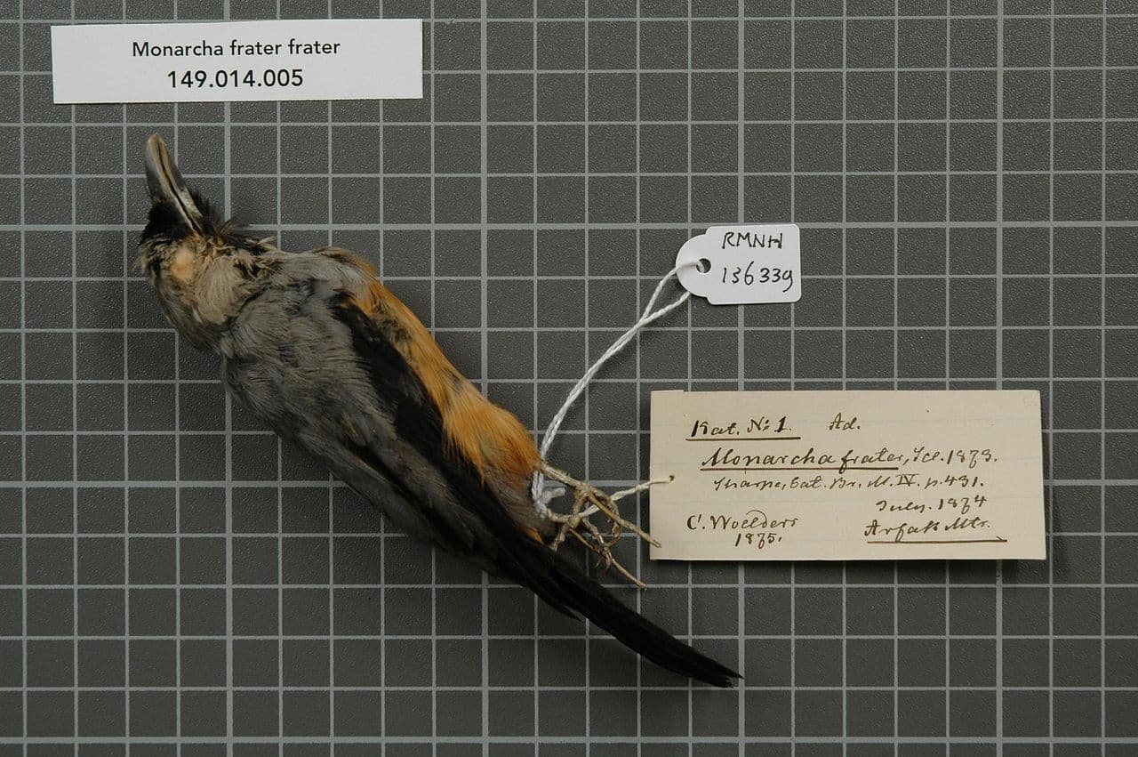 Black-winged Monarch