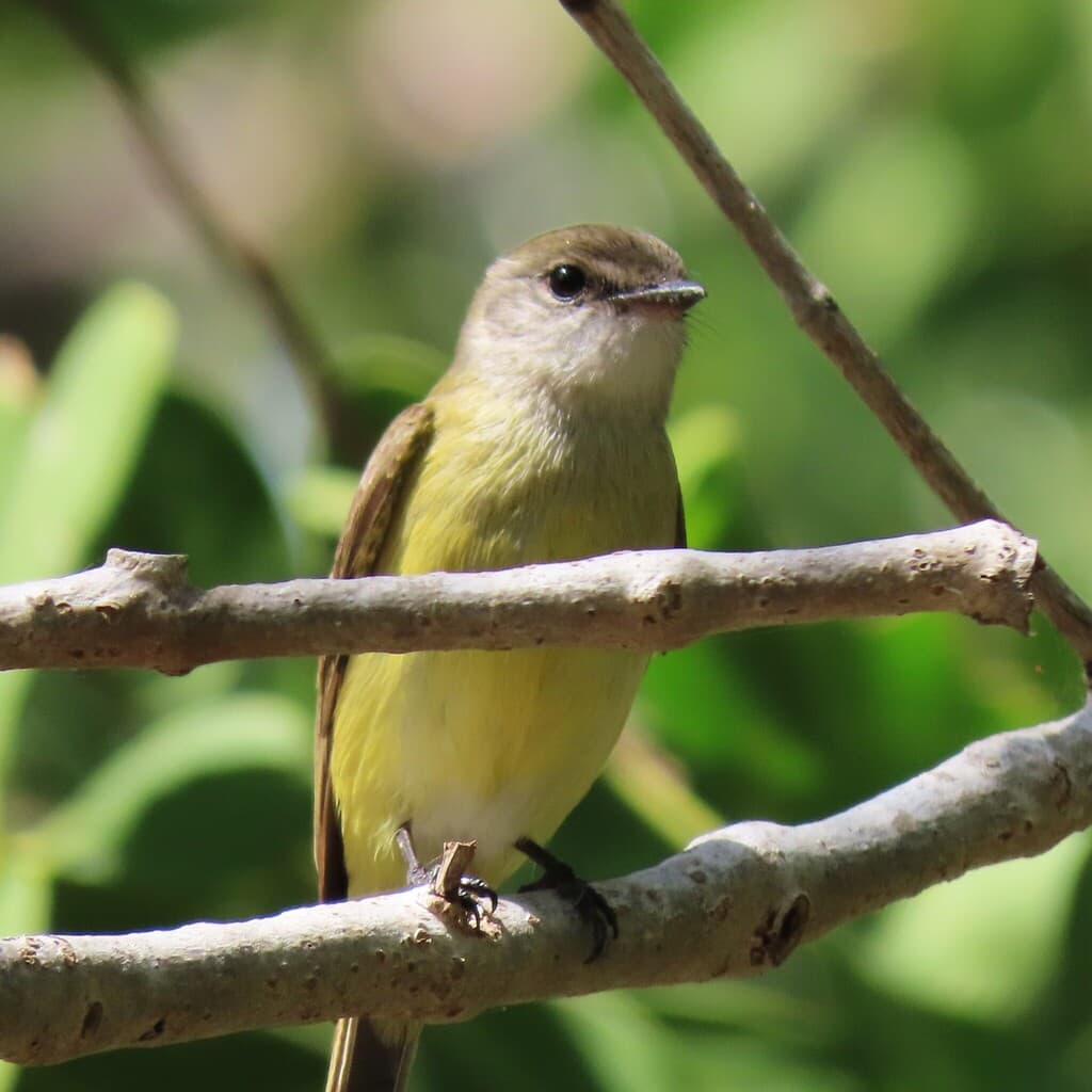 Lemon-bellied Flyrobin