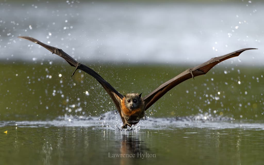 Hoary-headed Grebe