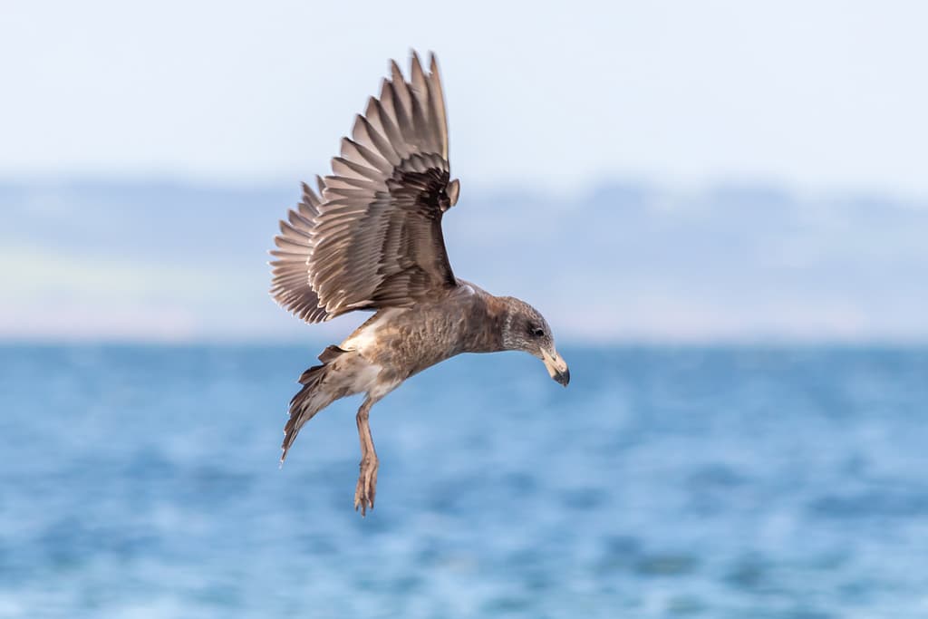 Pacific Gull