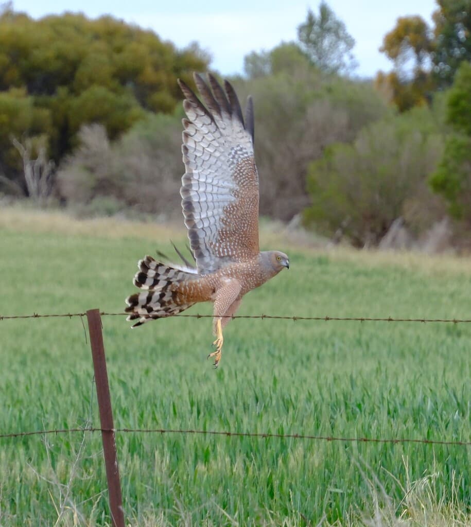 Spotted Harrier