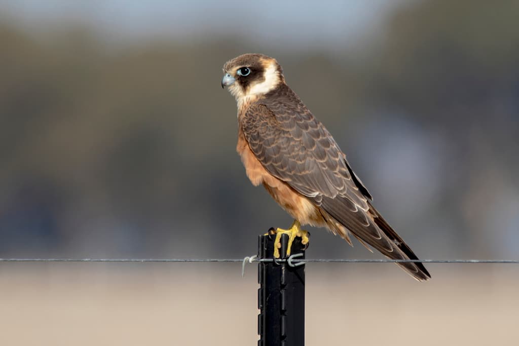 Australian Hobby
