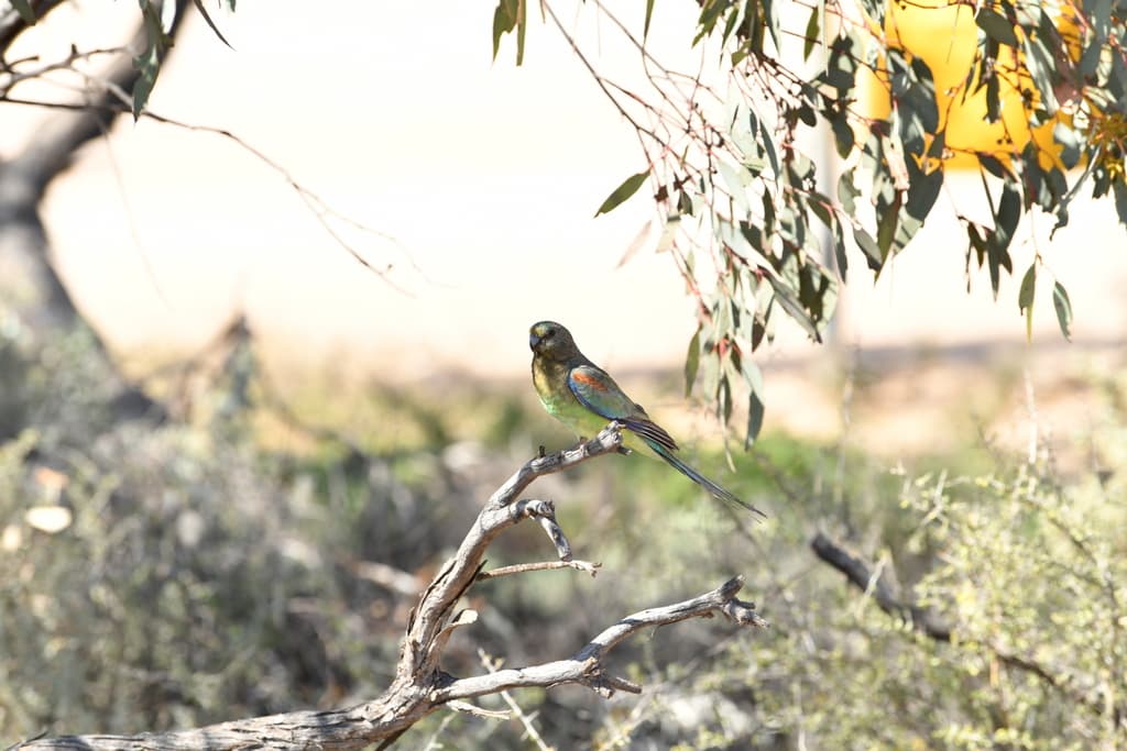 Mulga Parrot