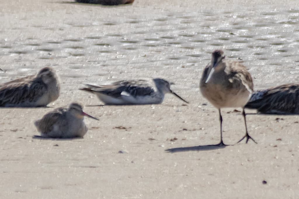 Nordmann's Greenshank
