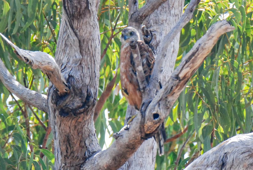 Red Goshawk
