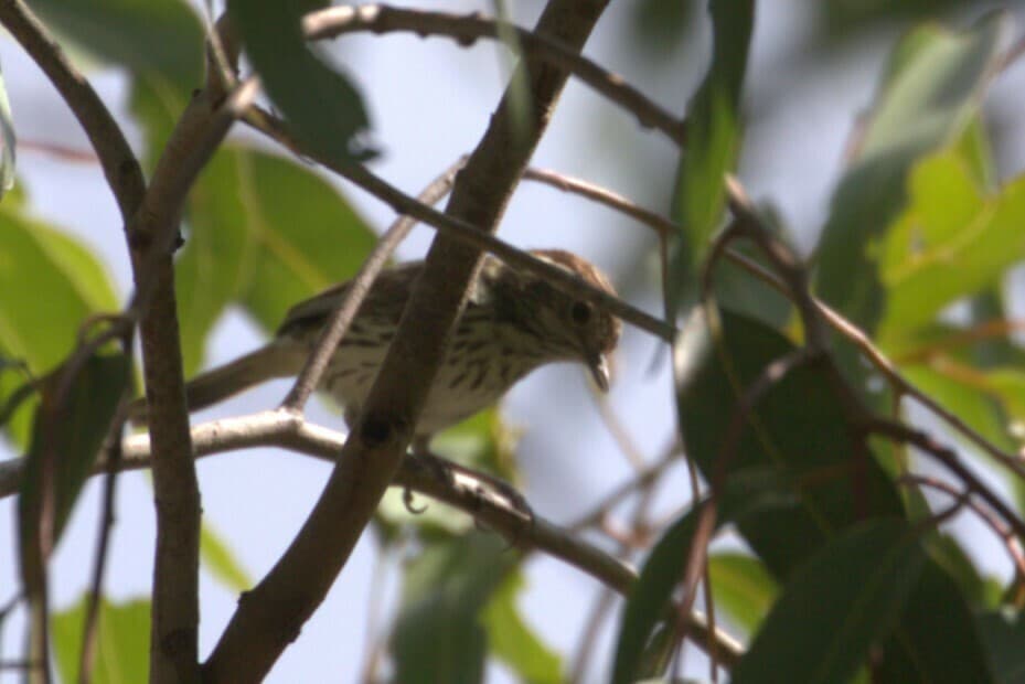 Speckled Warbler