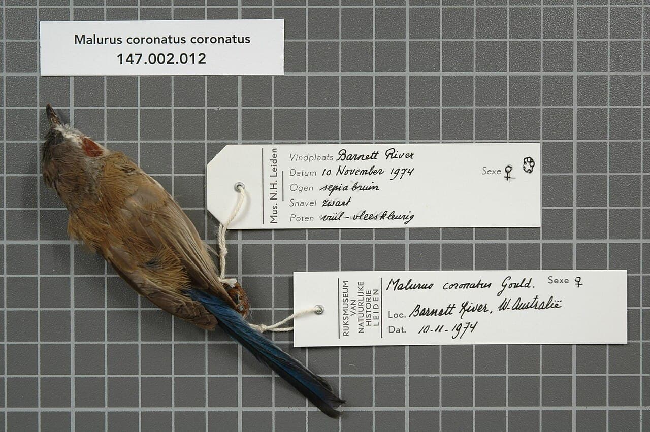 Purple-crowned Fairywren