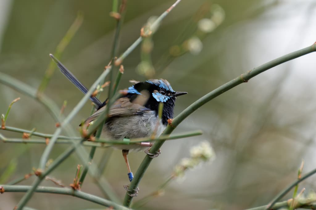 Superb Fairywren