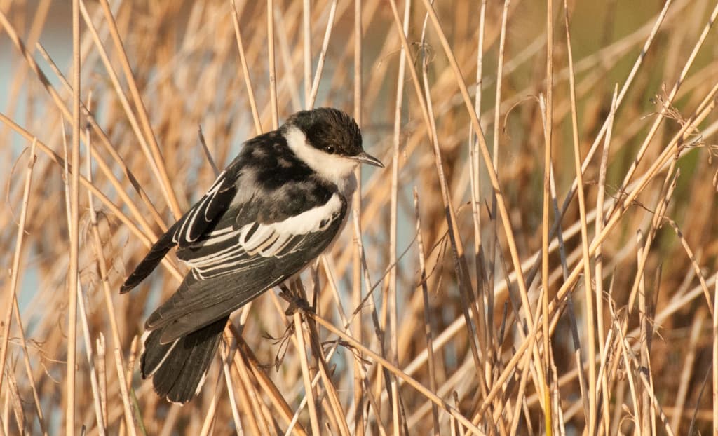 White-winged Triller