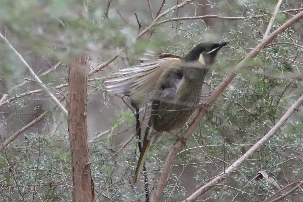 Lewin's Honeyeater