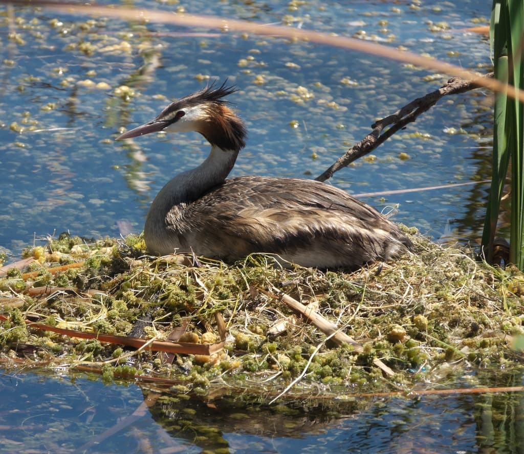 Great Crested Grebe