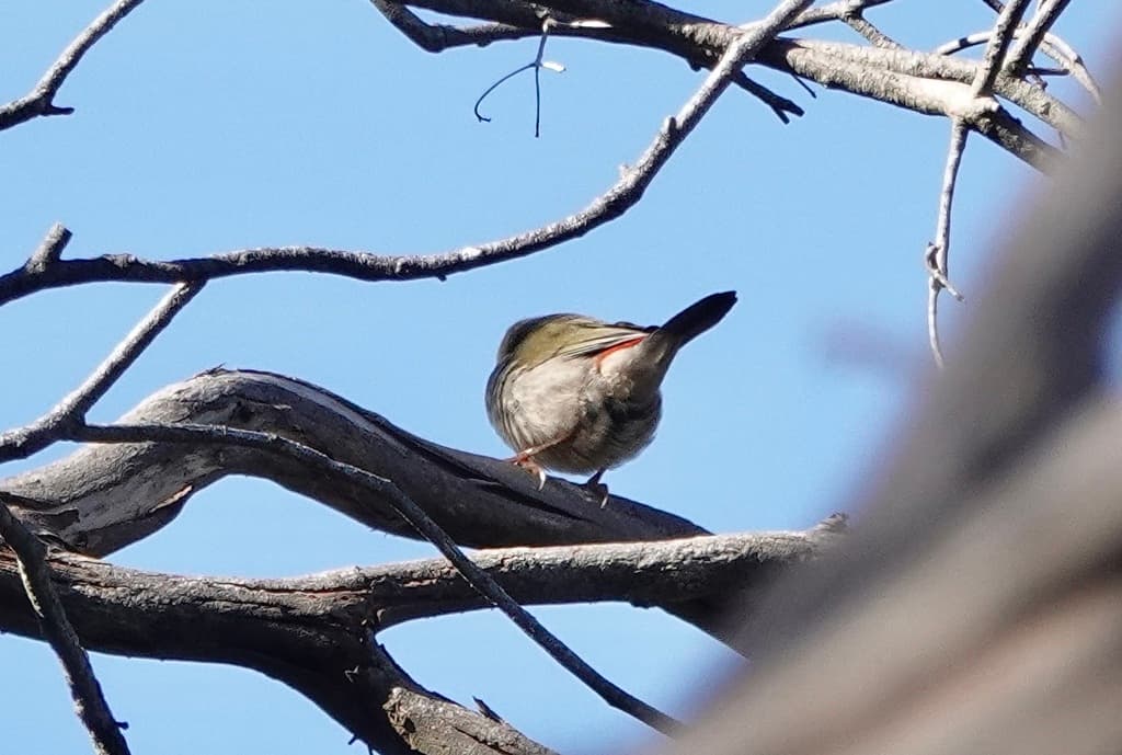 Red-browed Finch