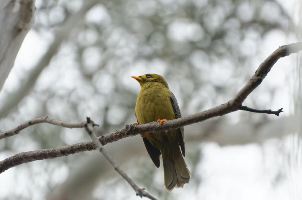 Bell Miner