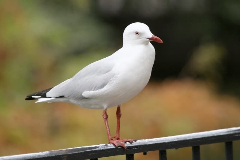 Silver Gull
