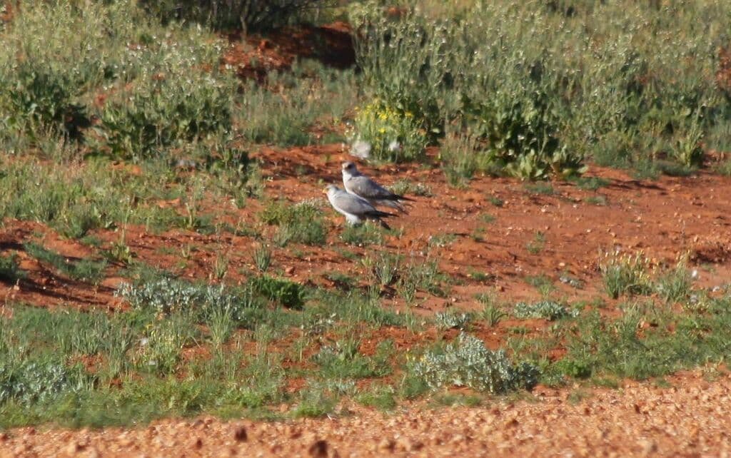 Grey Falcon