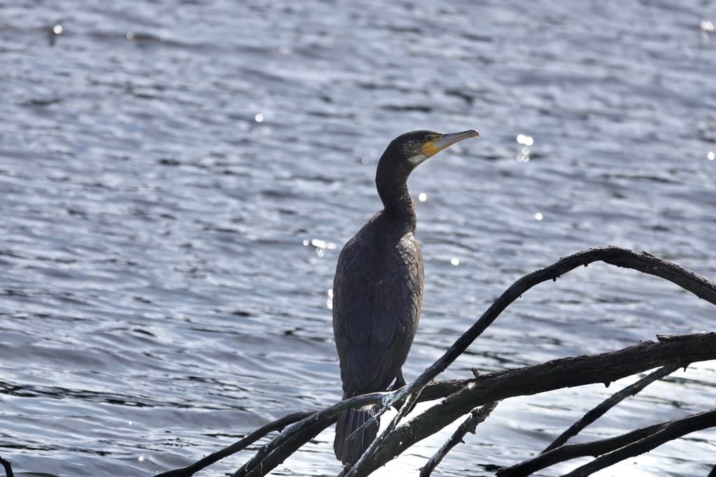Great Cormorant
