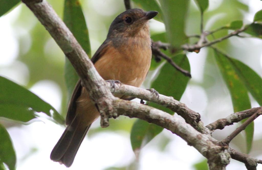 Bower's Shrikethrush