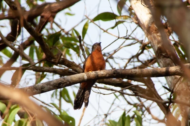 Chestnut-breasted Cuckoo