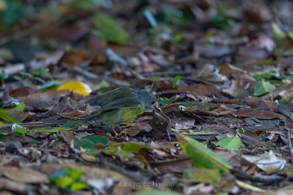Pale-yellow Robin