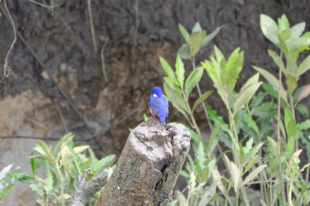 Azure Kingfisher