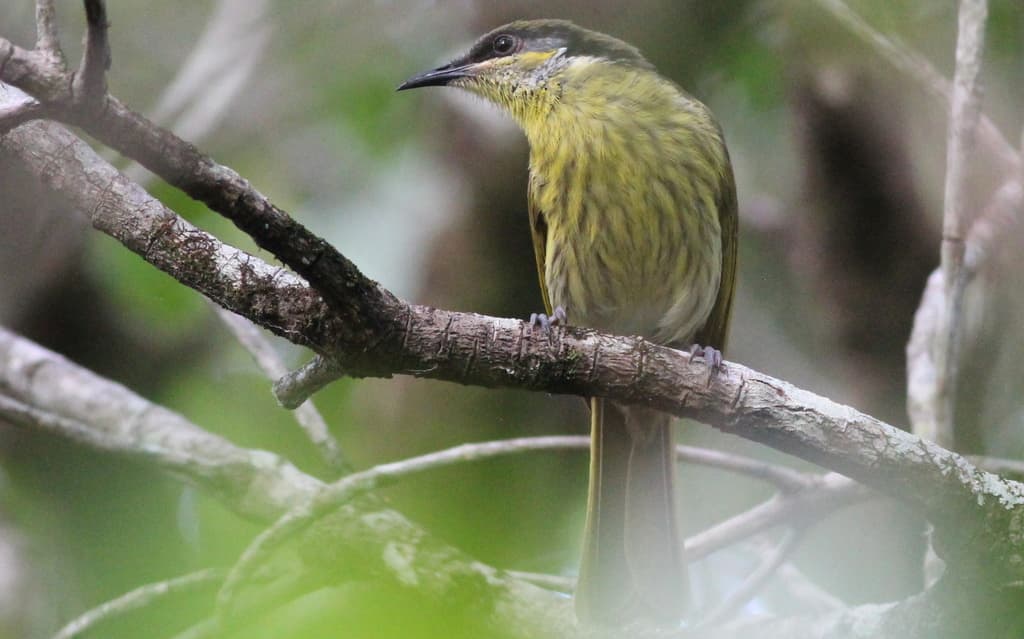 Varied Honeyeater