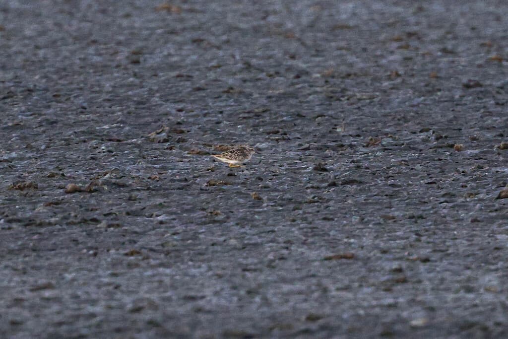 Long-toed Stint