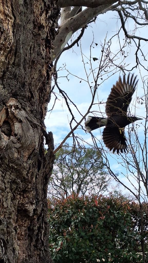 Grey Currawong