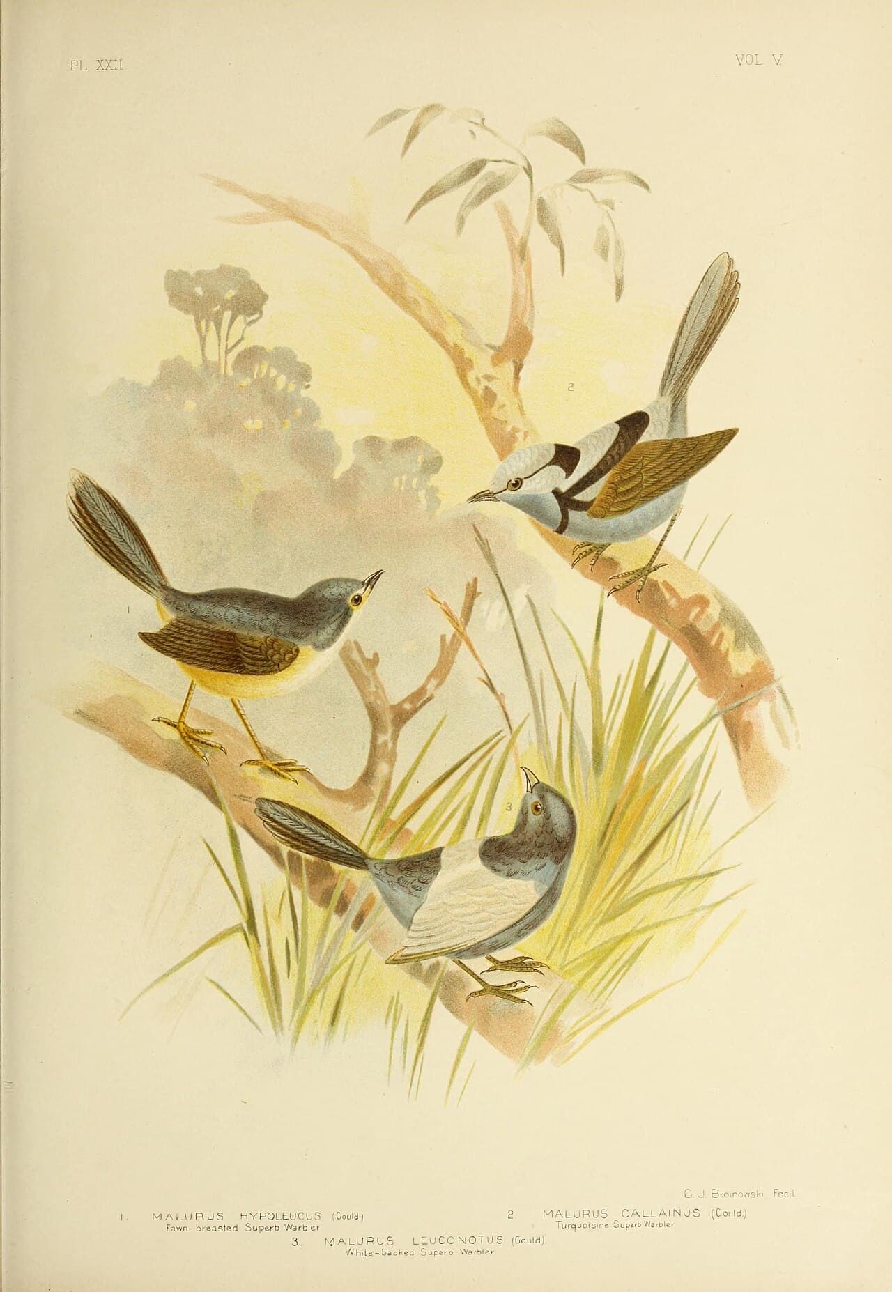 Lovely Fairywren