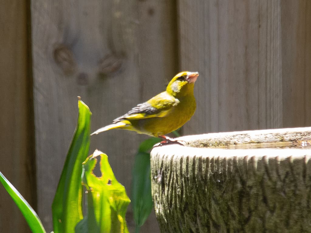 European Goldfinch