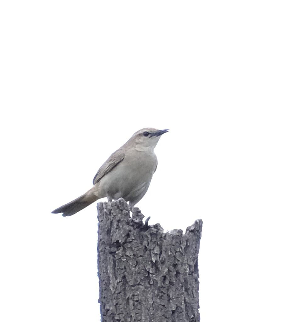 Rufous Songlark