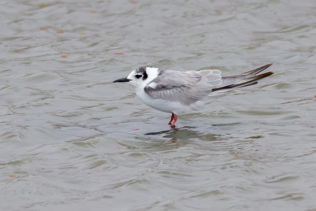 White-winged Tern