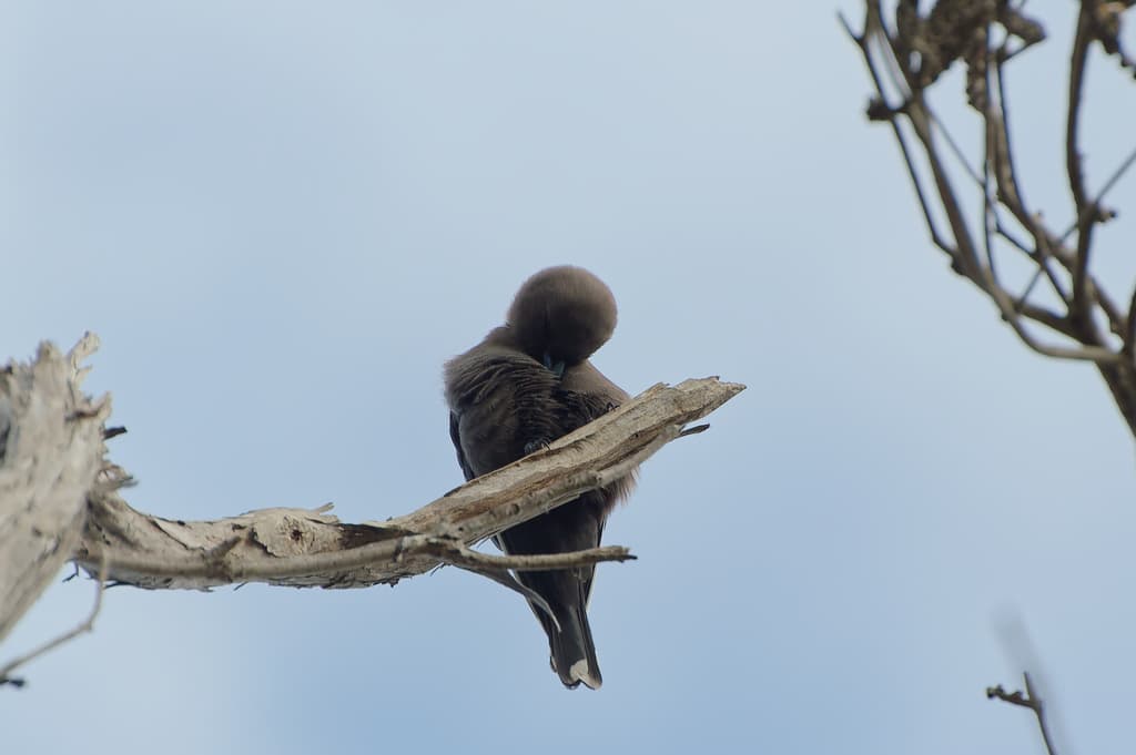 Dusky Woodswallow