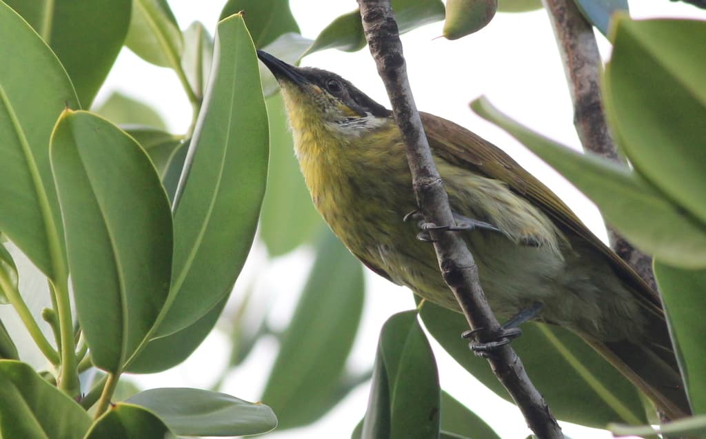Varied Honeyeater