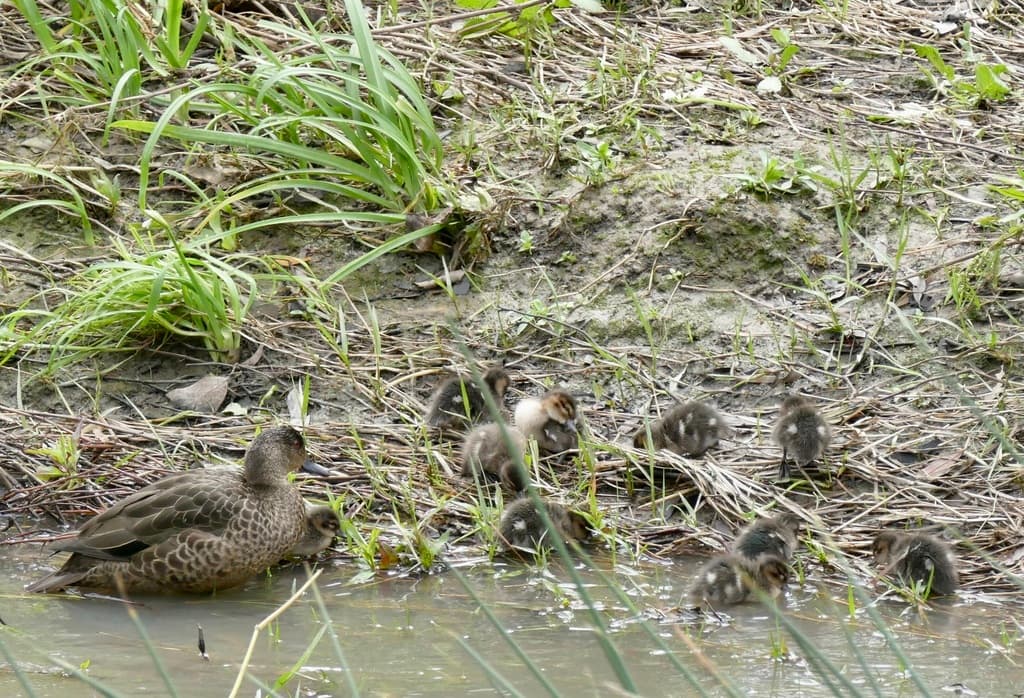 Chestnut Teal