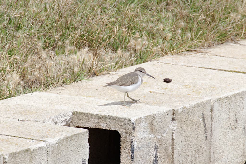Common Sandpiper