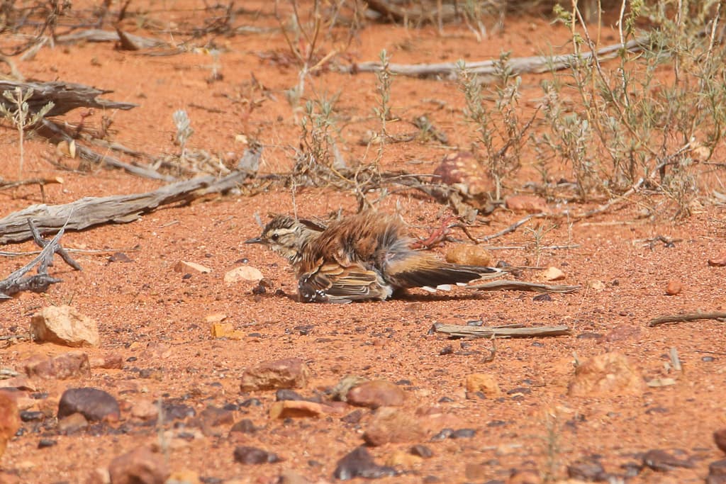 Chestnut-breasted Quail-thrush