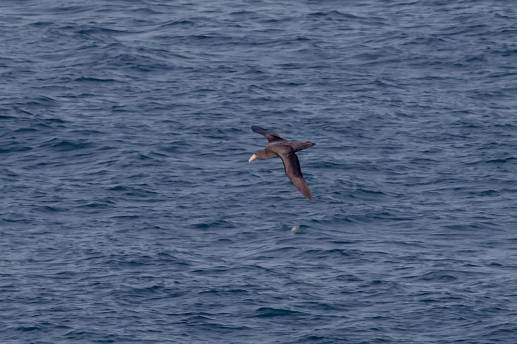 Northern Giant Petrel