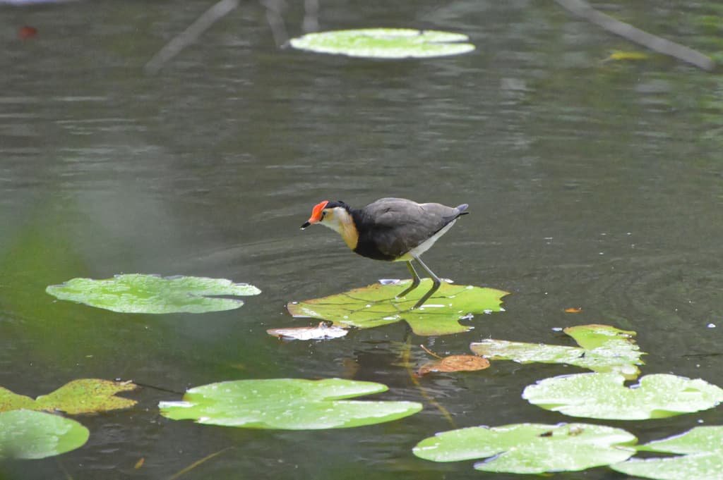 Comb-crested Jacana