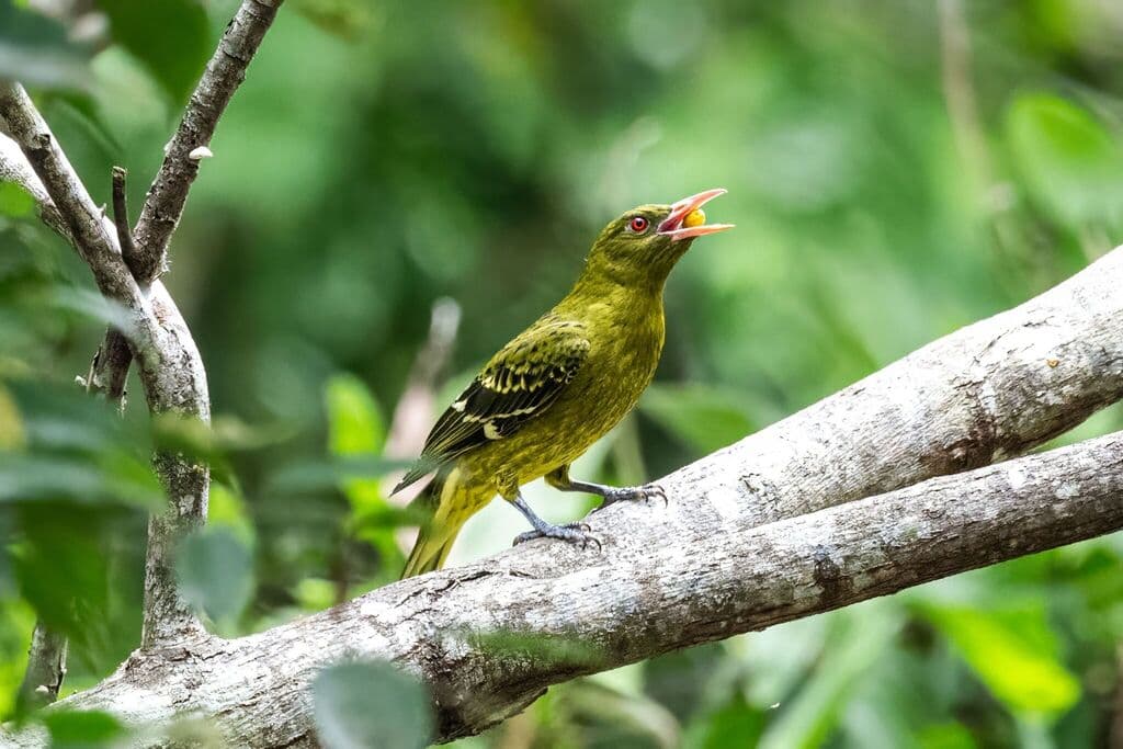 Green Oriole