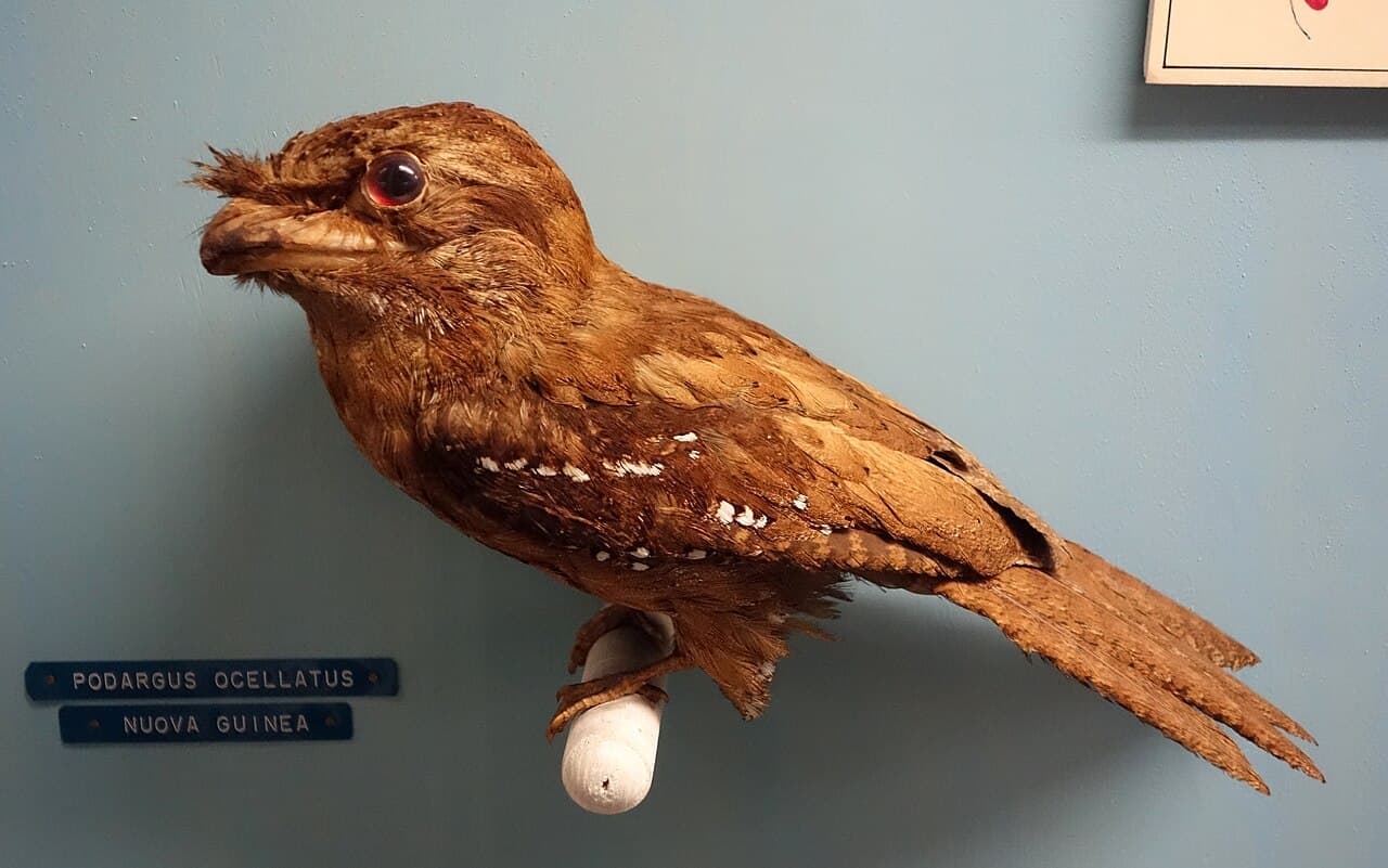 Marbled Frogmouth