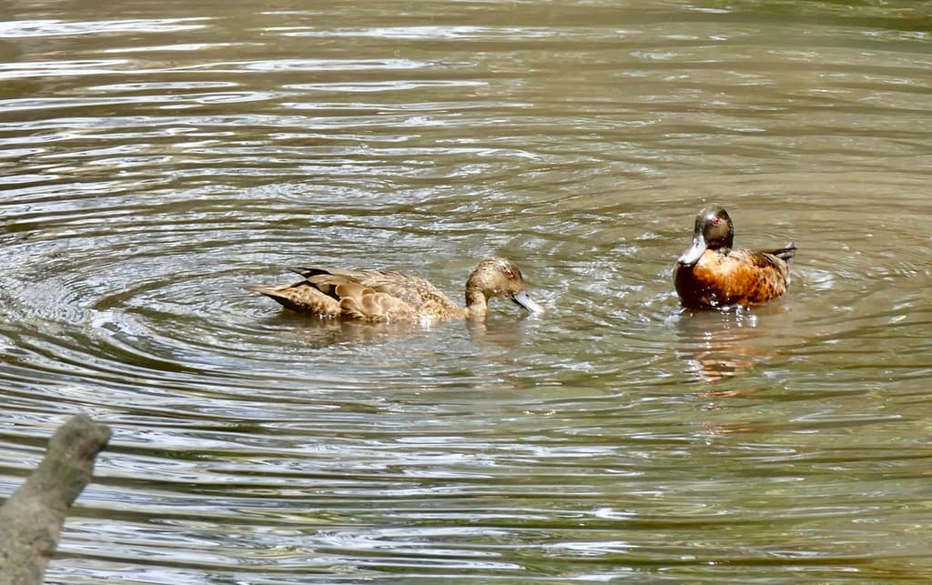 Chestnut Teal