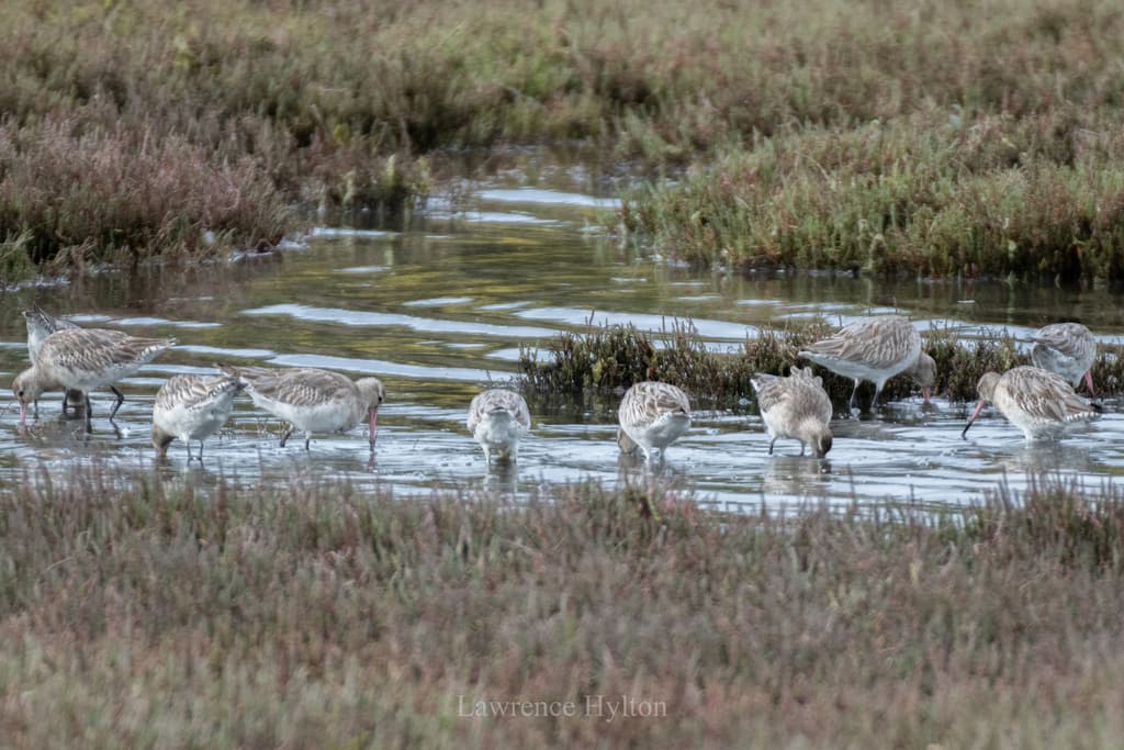 Bar-tailed Godwit
