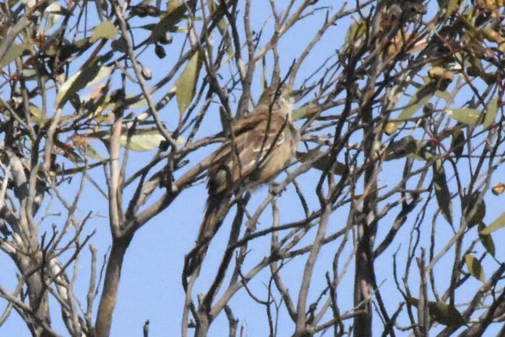 Southern Scrub Robin